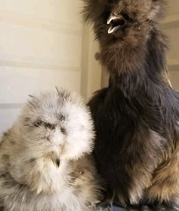 12+Bantam Silky Hatching Eggs Npip Cert