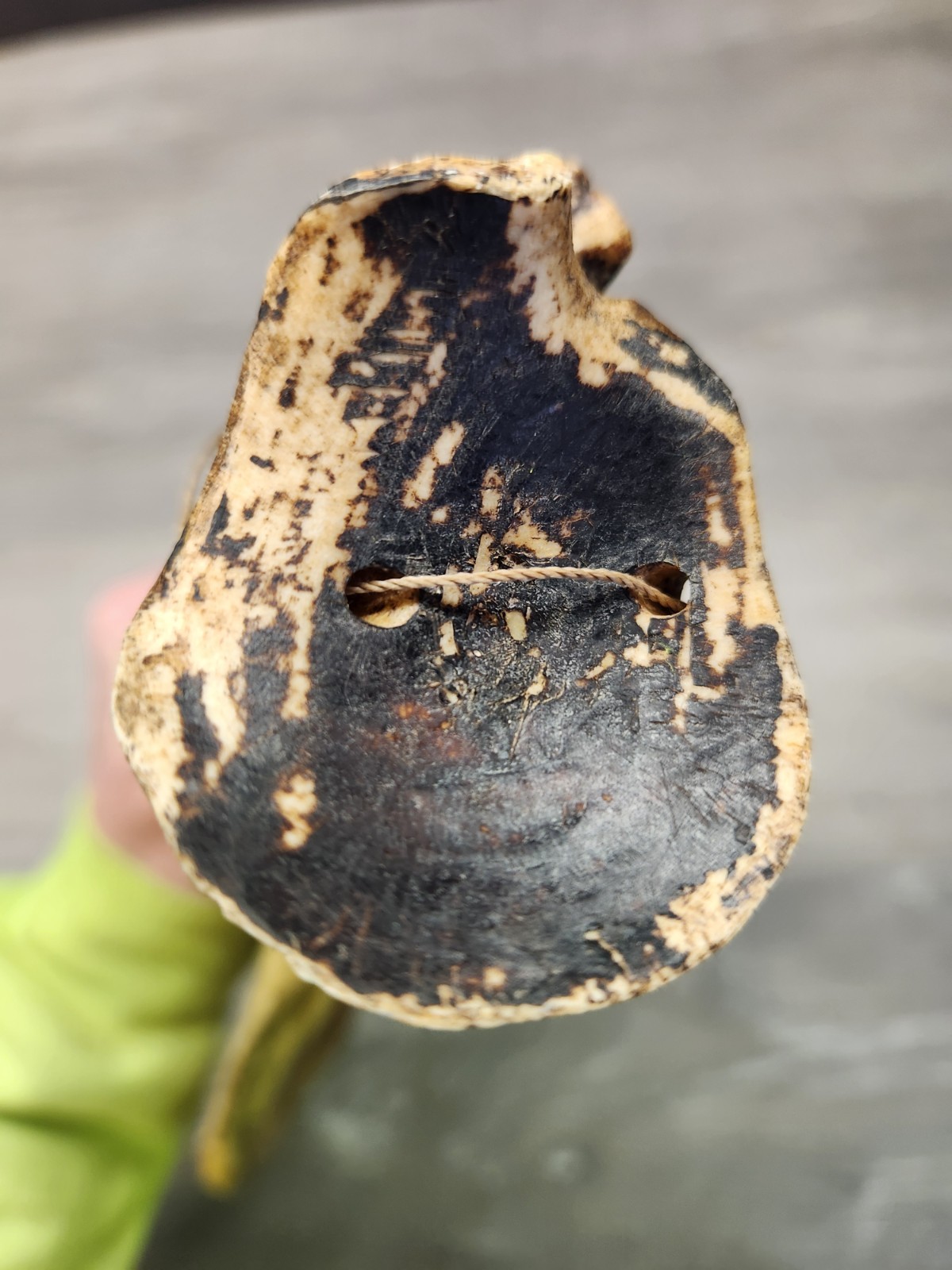 Batak Ritual Shamans Divination Tool Calendar, 13" 1900S