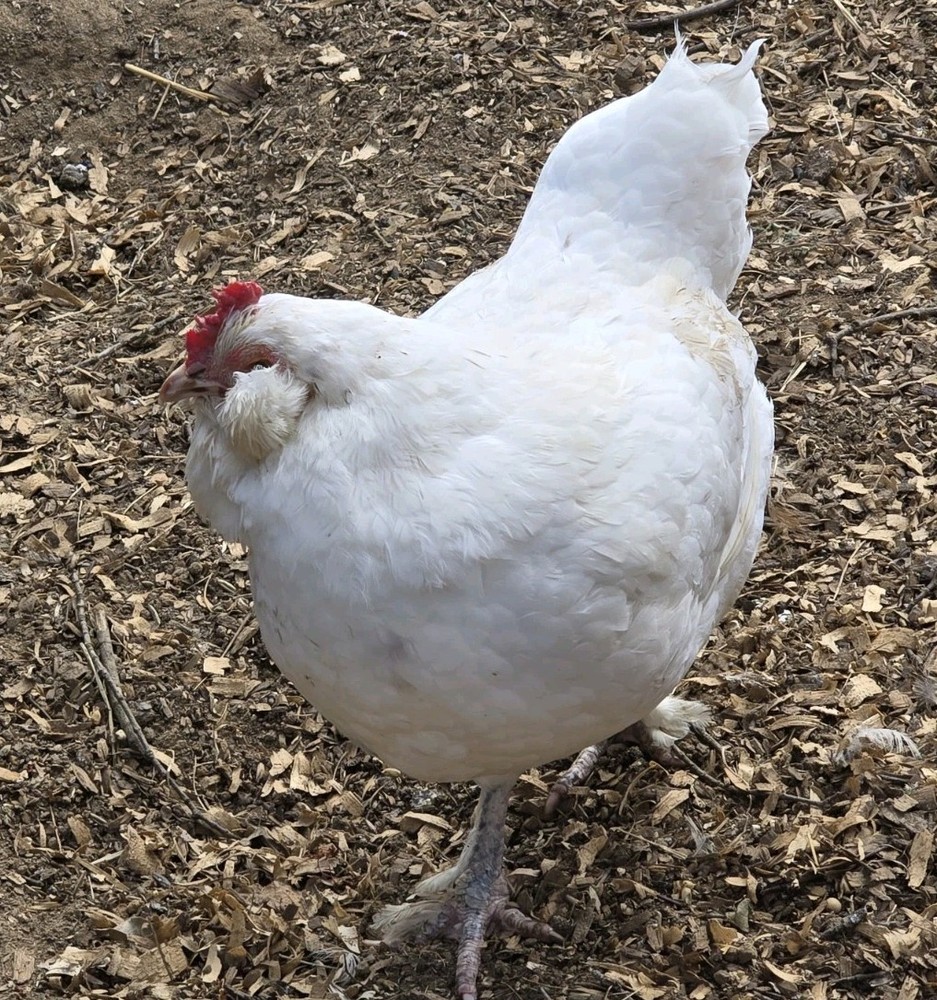Chicken Hatching