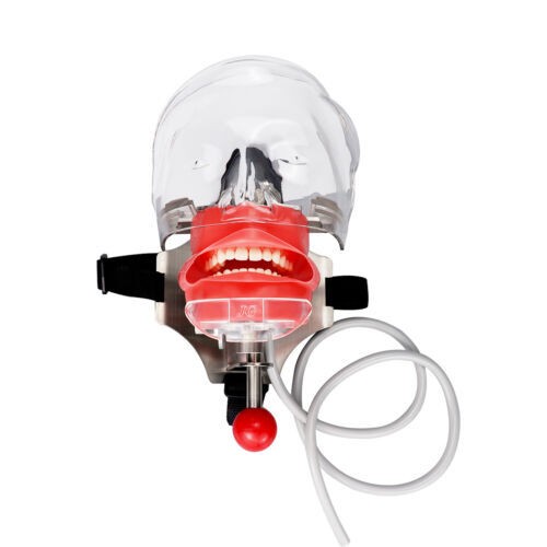 Simple Head Model Dental Simulator Phantom Manikin with Teeth for Dentist Teach#