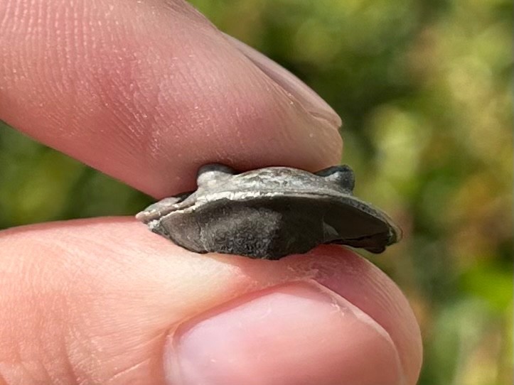 Trilobite Fossil Isotelus maximus Arnheim Formation Enrolled Ordovician Bug