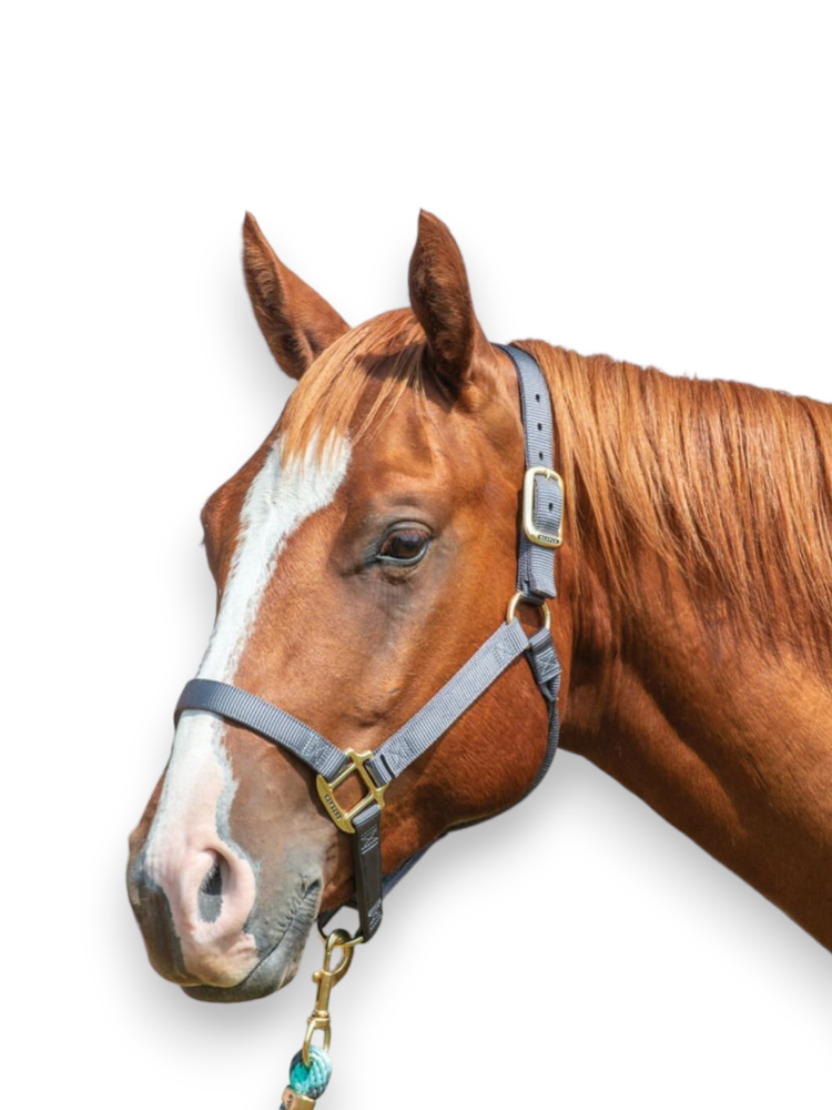 Weaver Original Non Adjustable Halter 1" Various Sizes & Colors