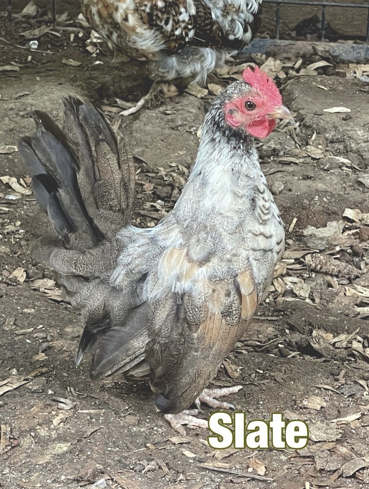 Serama Hatching Eggs 5+ Smooth and possible Frizzles