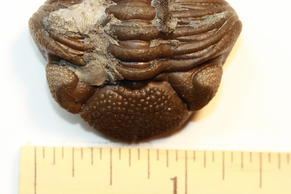 Eldredgeops rana from Paulding, Ohio