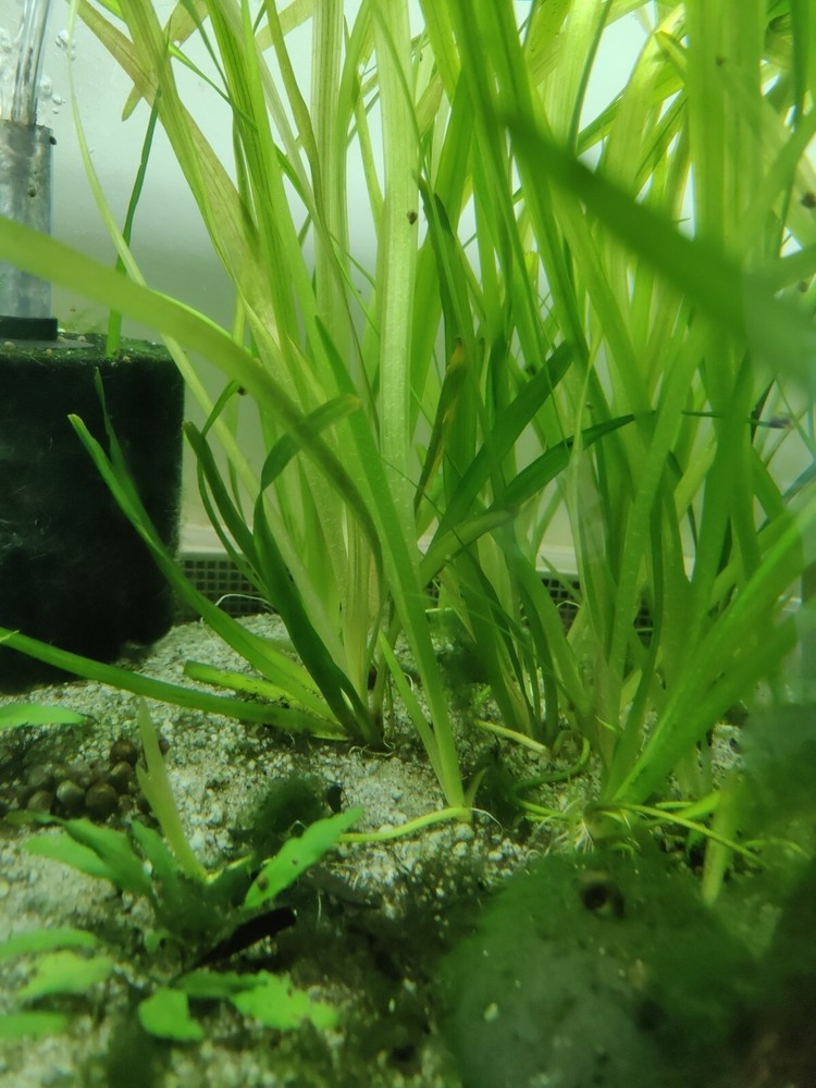 12” Jungle Val