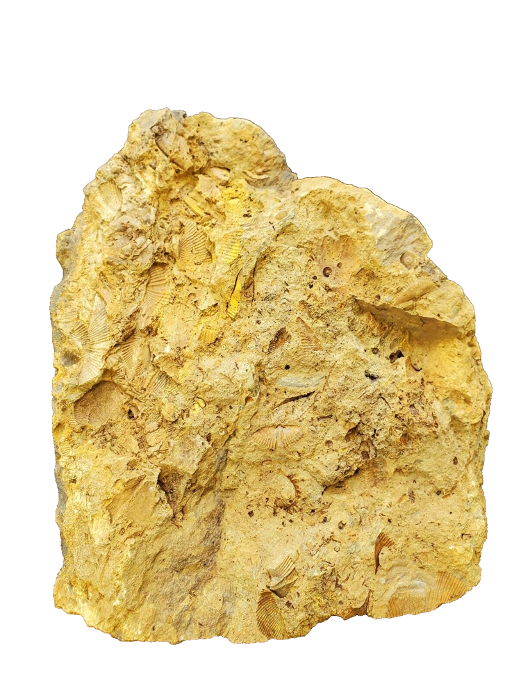 Trilobites, Corals, Crinoid, And Shell Fossils.