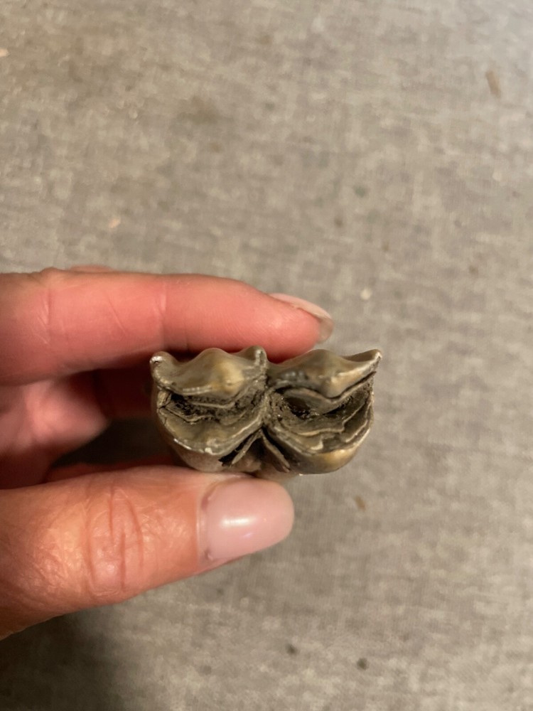 ice age horse tooth