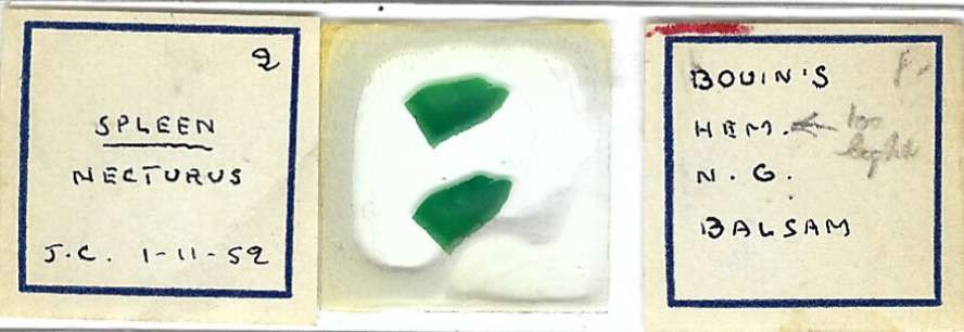 Necturus Spleen Microscope Slide