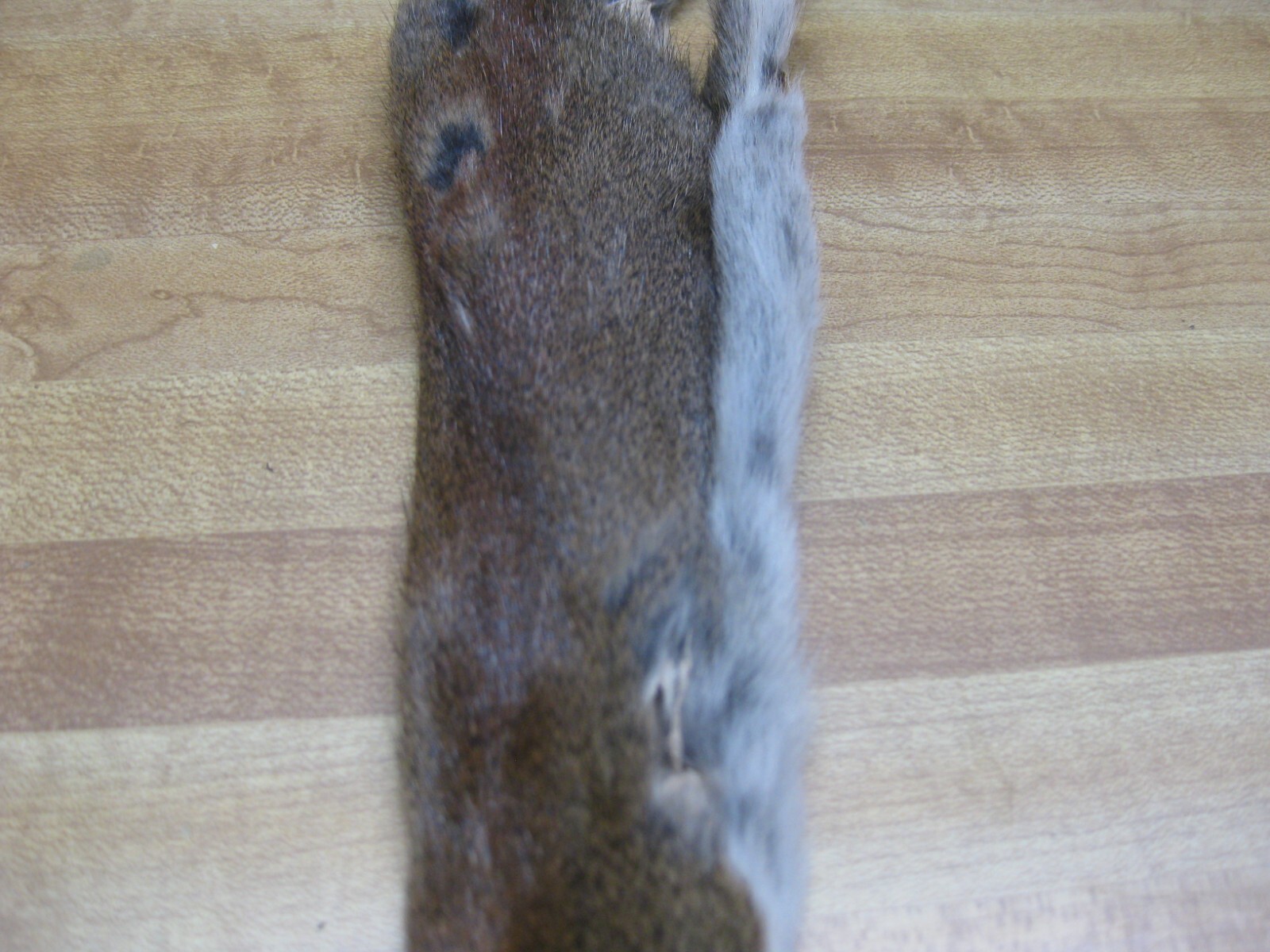 Canadian Red Squirrel Tanned Fur - Craft - Green Tag