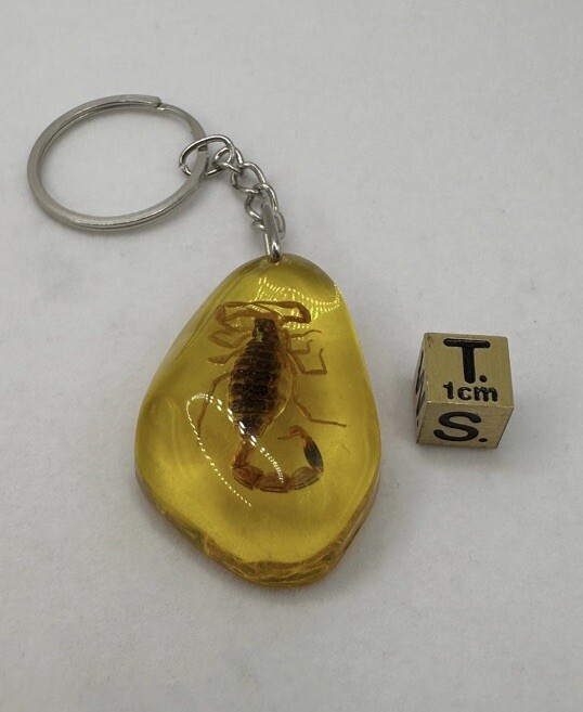 Scorpion Amber Keychain, Scorpion Keychain, Unique Keychain, Arizona Gift