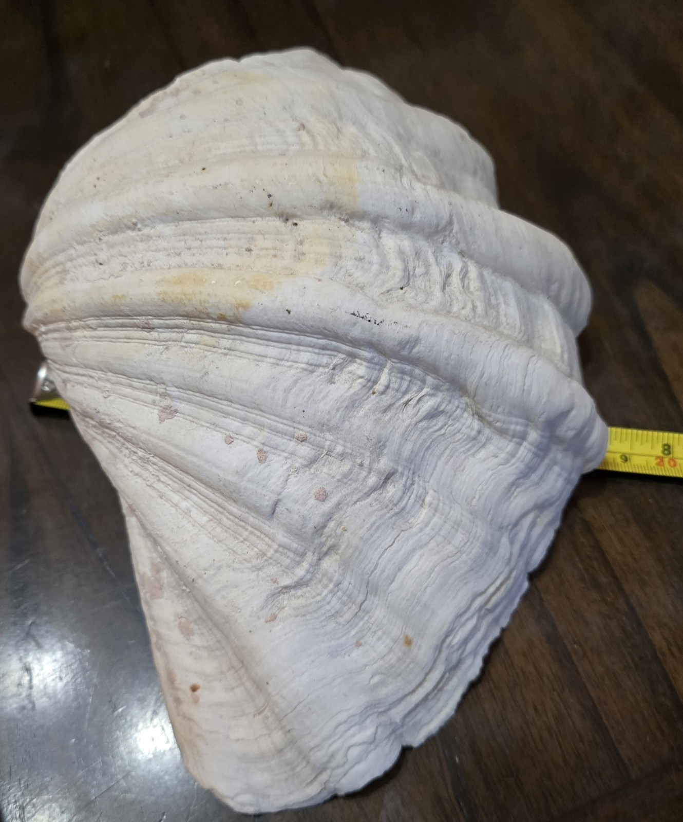 10" Natural Giant Clam Shell Tridacna Gigas Seashell Nautical Decor Beach House