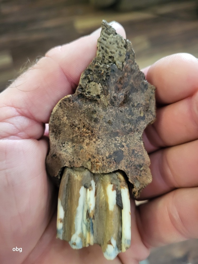 Historic bison tooth with blue vivianite permineralization