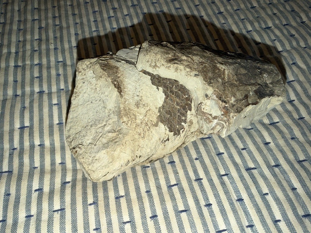 Fossilized Fish Skull With Teeth