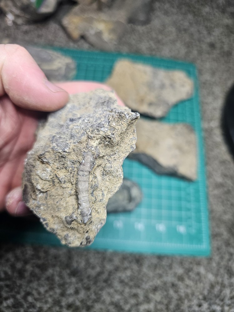 Lot Of Various Unknown Fossils
