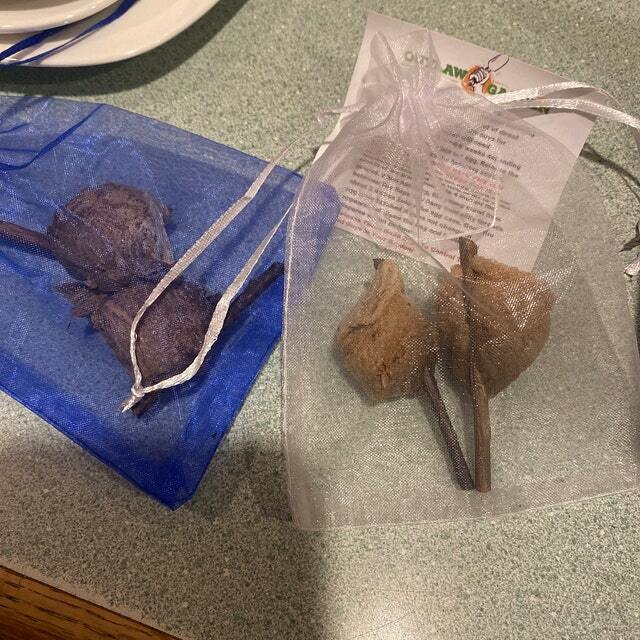 Fresh 5 Praying Mantis Egg Case + FREE Hatching Habitat Bag Picked 2025 Season