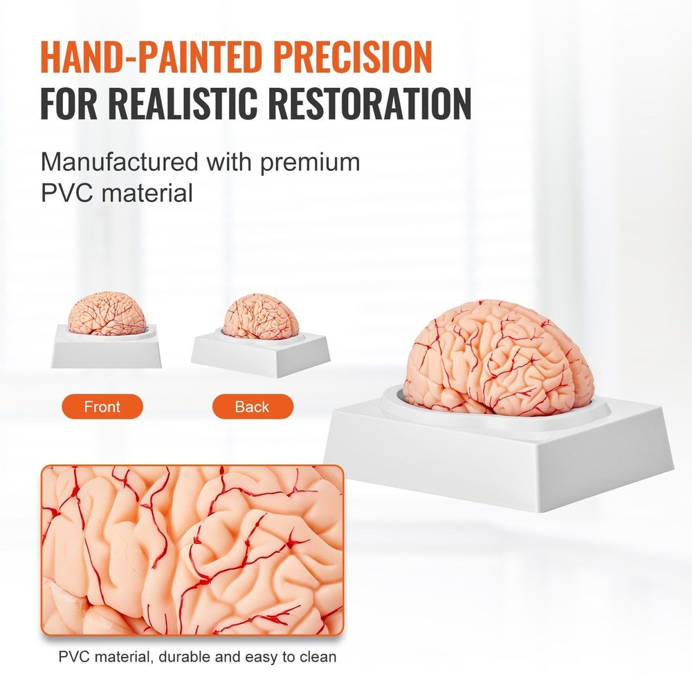 Anatomically Accurate 9-Section Human Brain Model, Life-Size & Labeled