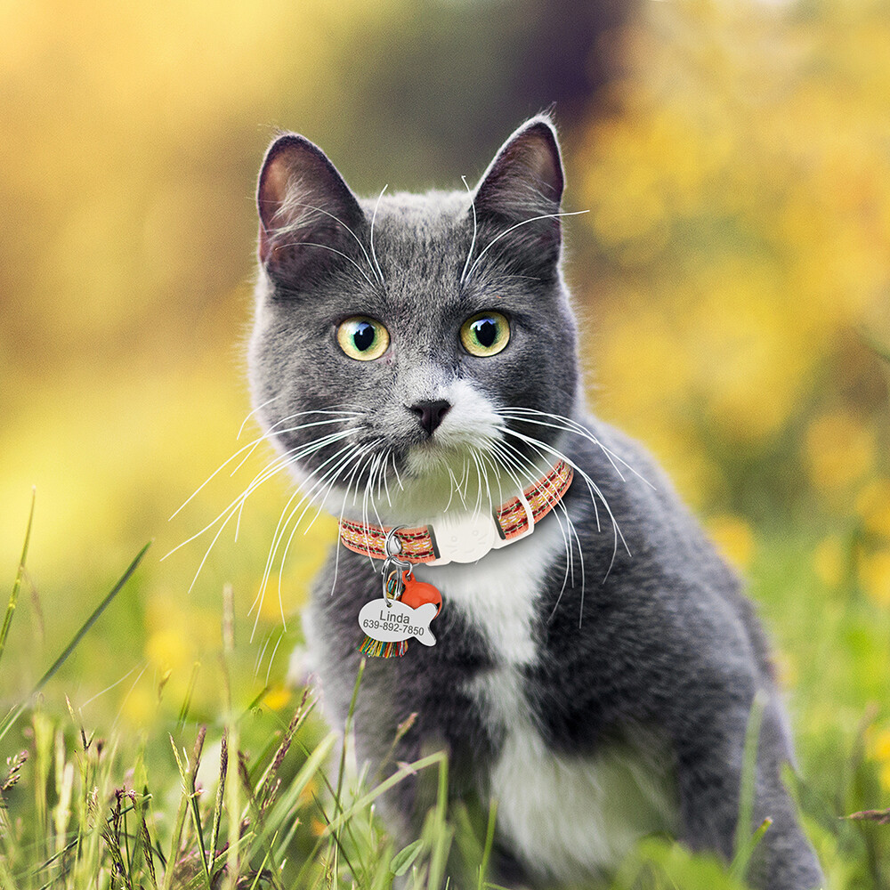 Breakaway Personalized Cat Collar Pet Dog Puppy Kitten Engraved Name ID Tag Bell