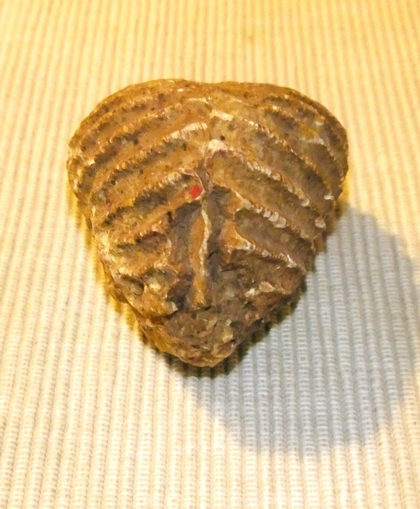PTEROTRIGONIA FOSSIL