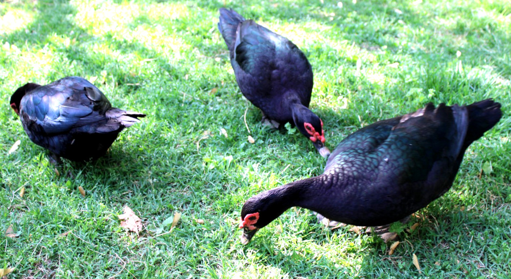 Exhibition Quality Muscovy Hatching Eggs 96% solid BLACK ducks only  12 eggs