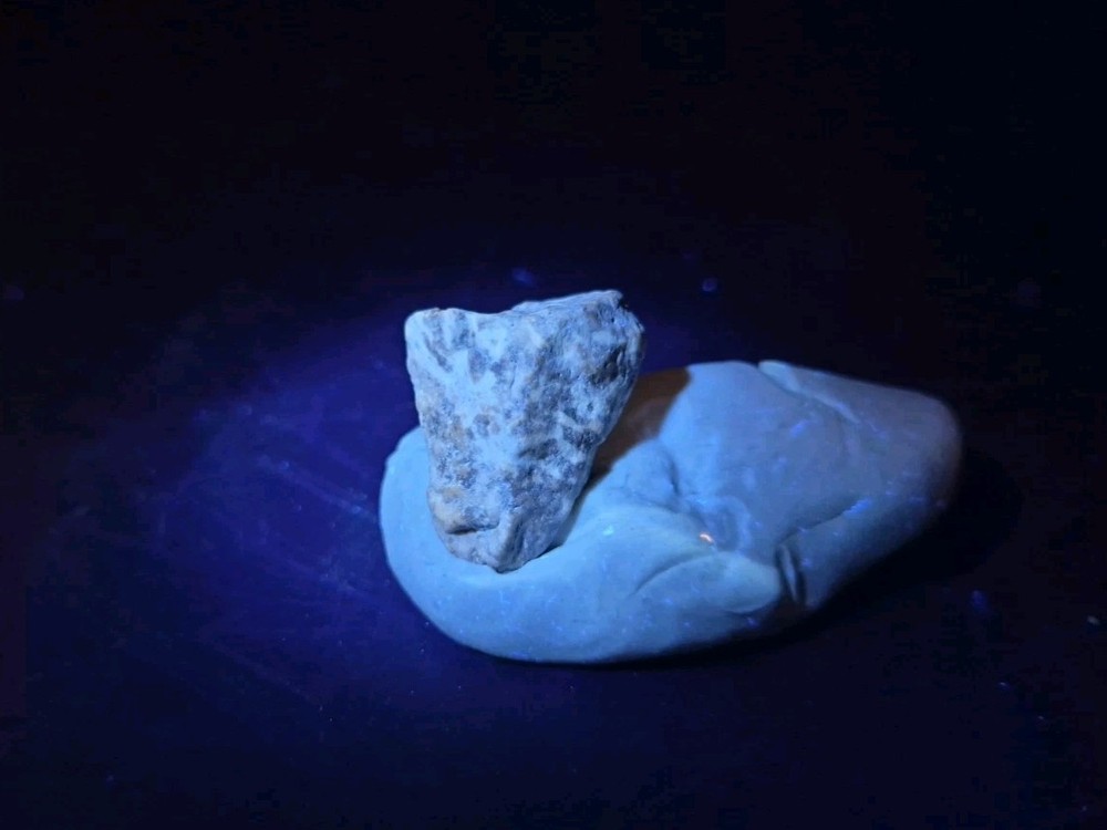 Fossil Dinosaur Permineralized Tooth T-rex 🦖