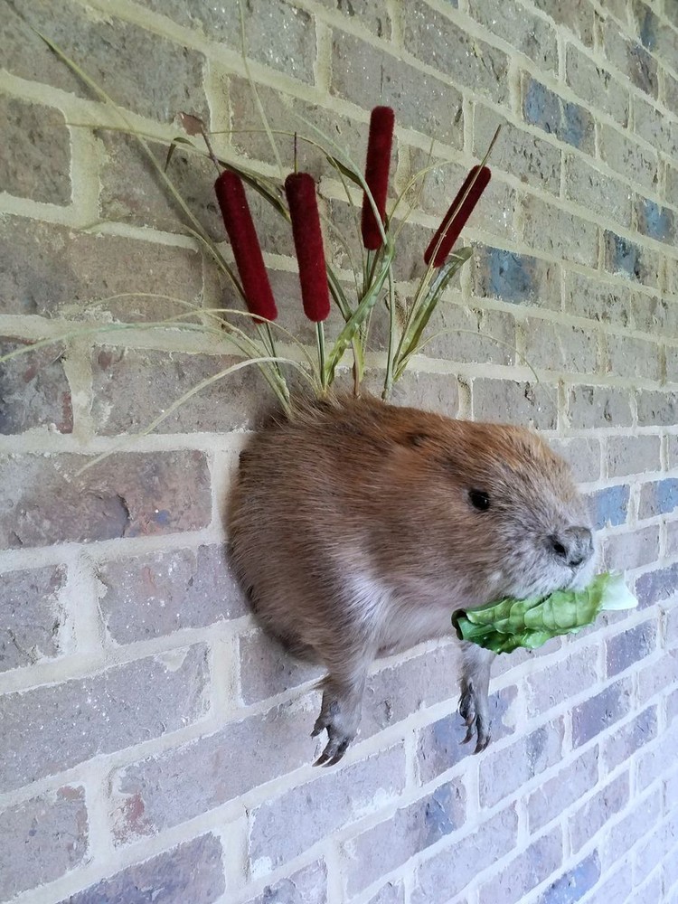 Half Beaver Wall-mount with Reed Background - NEW