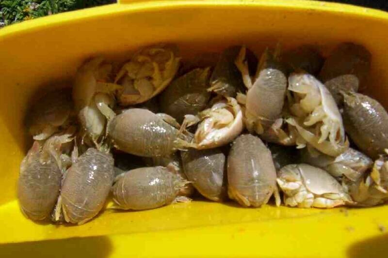 Sand Crab and Flea Catcher (Mini)