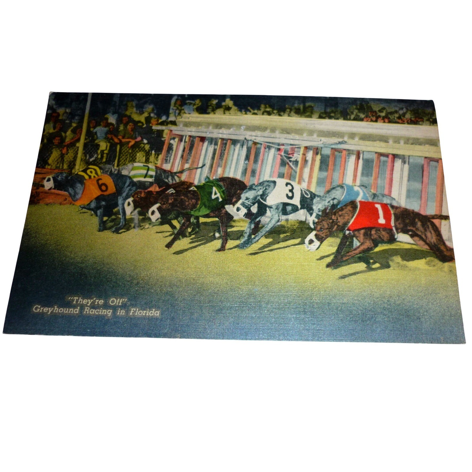 Vintage Greyhound Racing Florida Linen Postcard They're Off Curt Teich 229 F