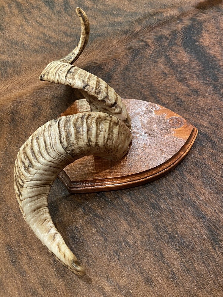 Taxidermy Persian Rams Horns