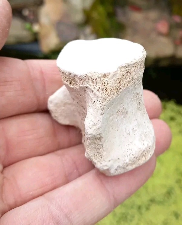 Fossil Bone Dolphin Vertebra - Florida Bone Valley~ Pleistocene