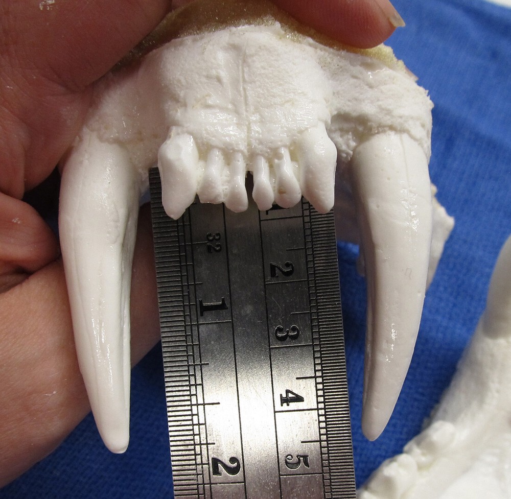 Leopard jaws teeth cast taxidermy plastic replica