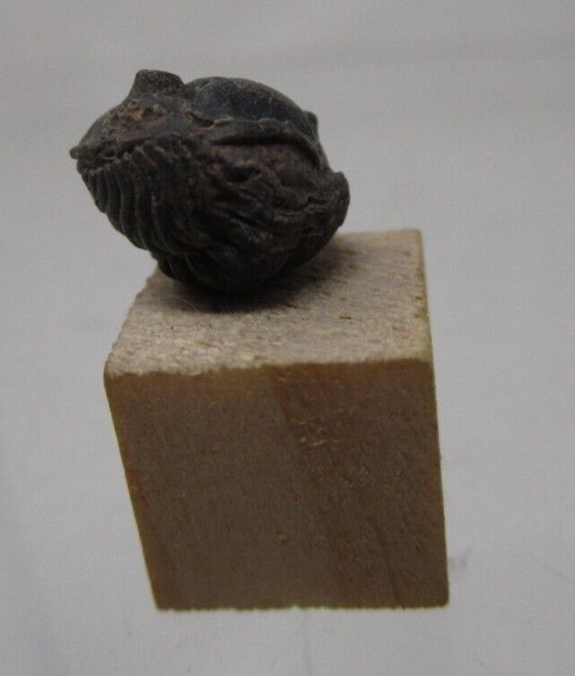 * Awesome Tiny Baby Phacops Pac Man Enrolled Devonian Morocco