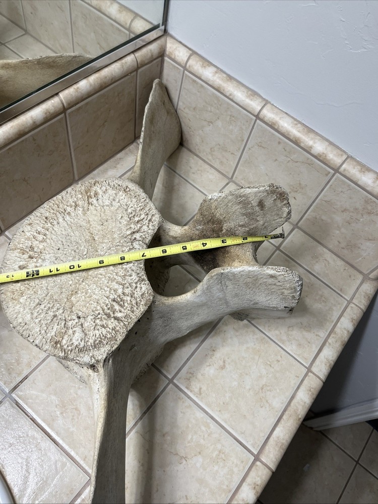 Whale Vertebrae Fossil Bone