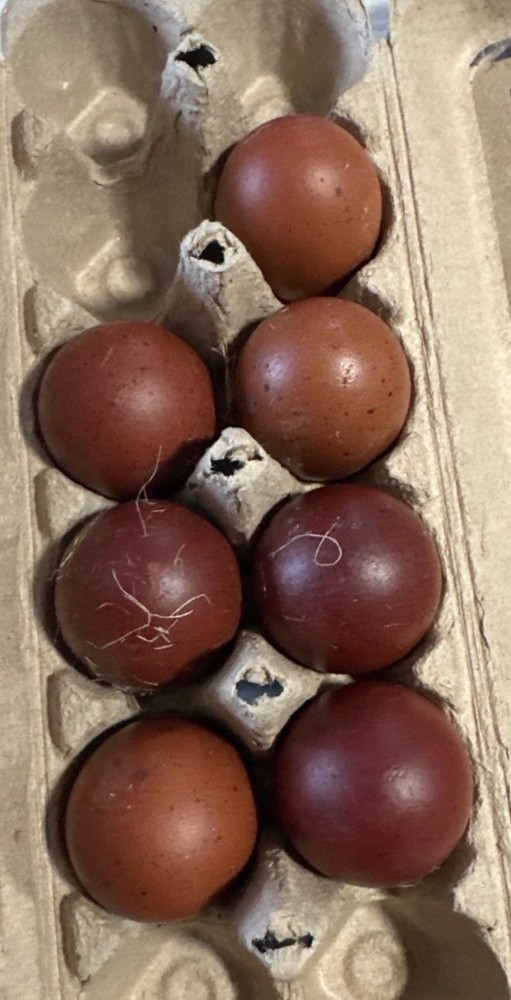 6 Black copper Marans hatching eggs