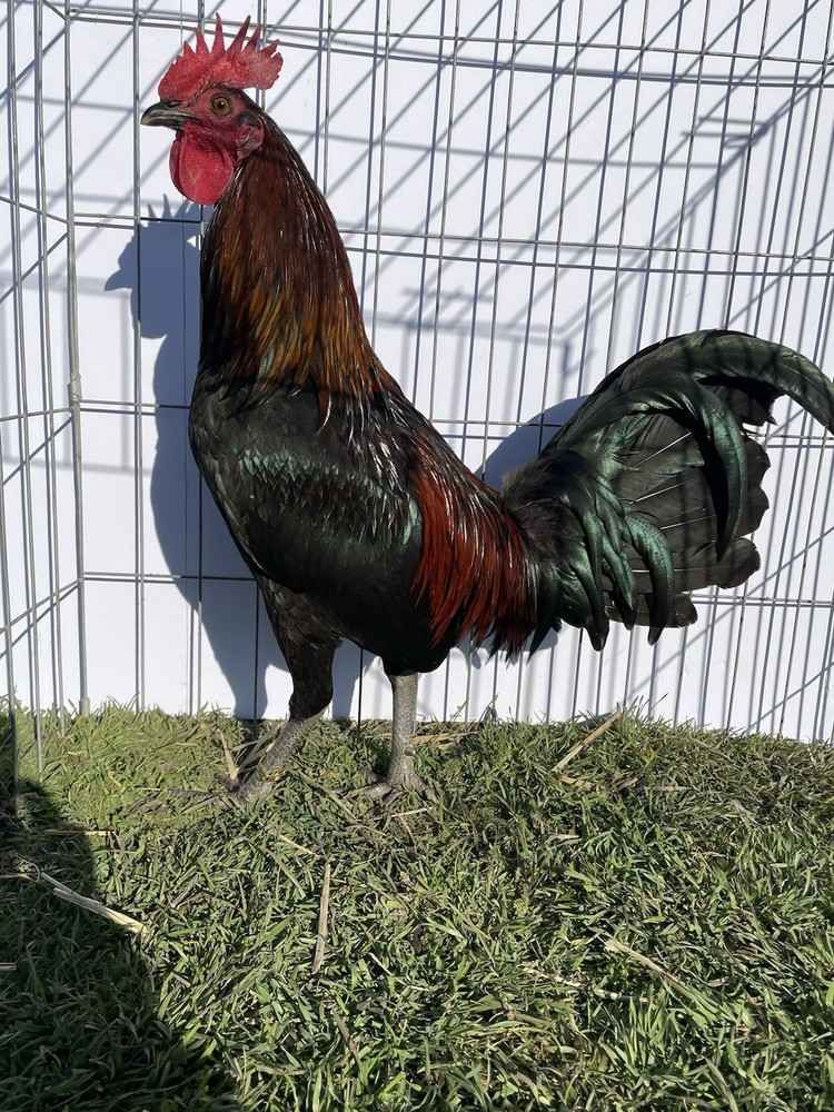 DoubleHFarm|| Fertilized 12 Hatching Eggs