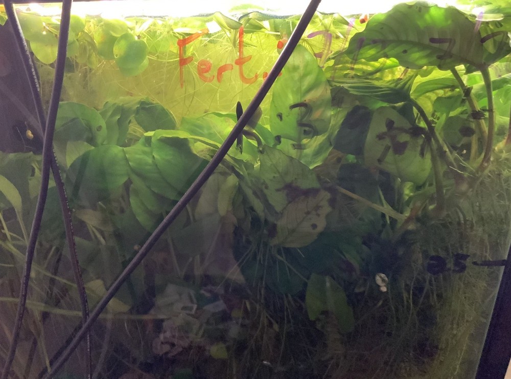 Live Plants Anubis Barteri Aquarium