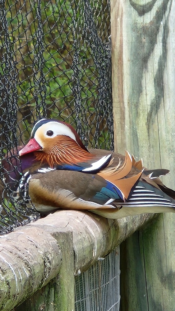 Pre sale Mandarin duck hatching eggs