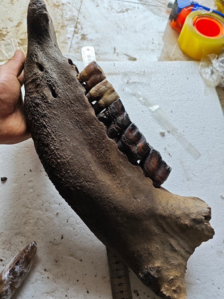 Exquisite fossilized teeth from the Ice Age - Ancient fossil specimens