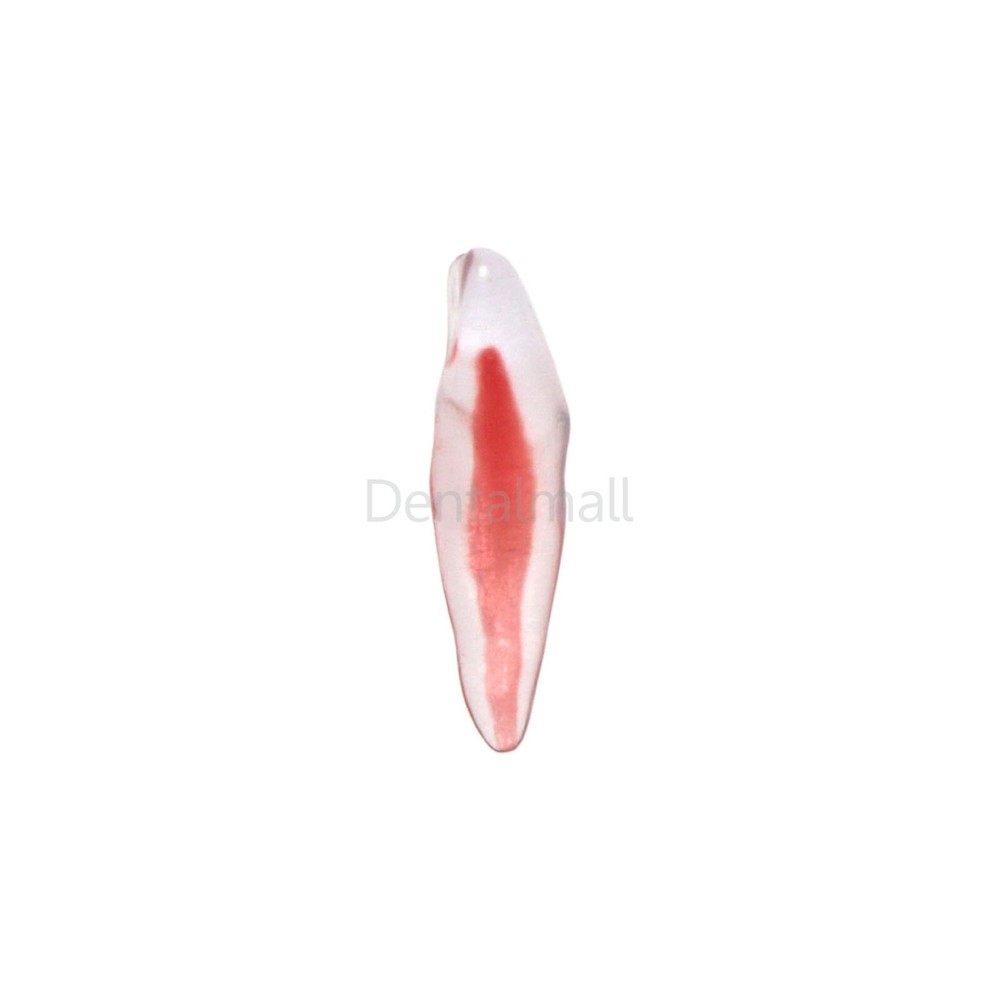 Dental Resin Endo Root Canal Teeth Model Practice Block RCT Pulp Cavity Study