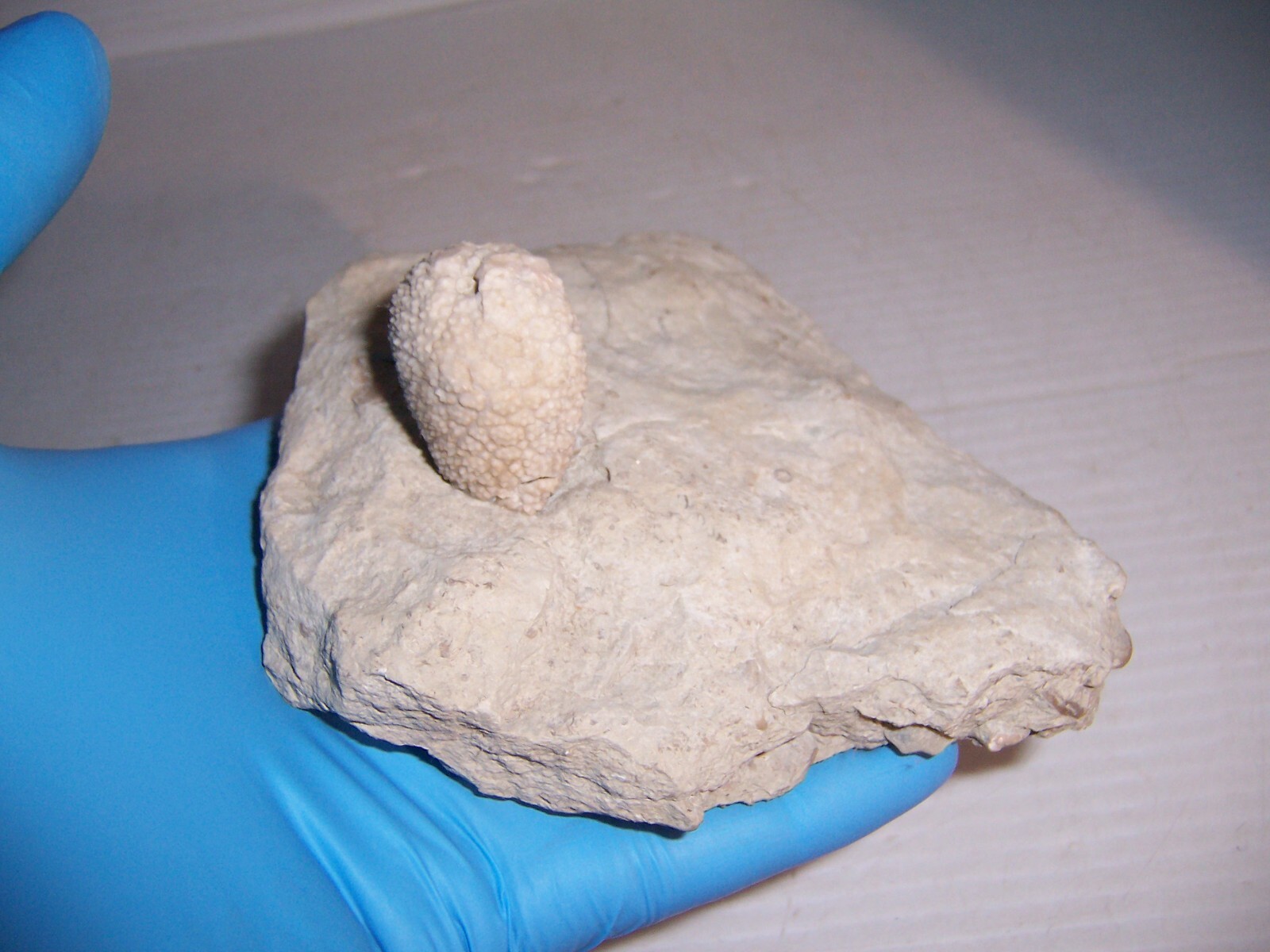 Fossil Holocystites Scutellatus Cystoid Silurian Niagaran Formation Osgood Shale