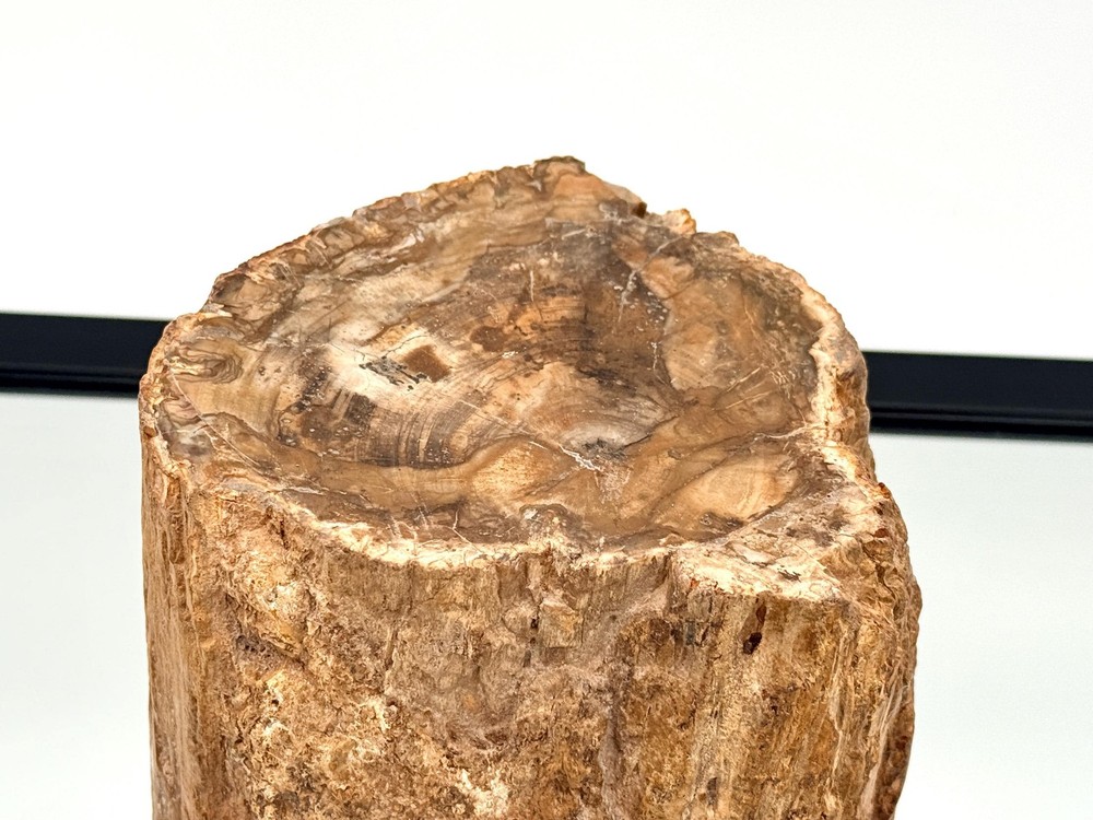 Fossil Wood Branch / Stump - Petrified (#4)