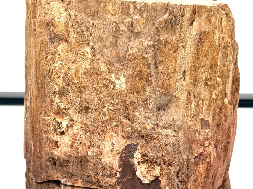 Fossil Wood Branch / Stump - Petrified (#4)