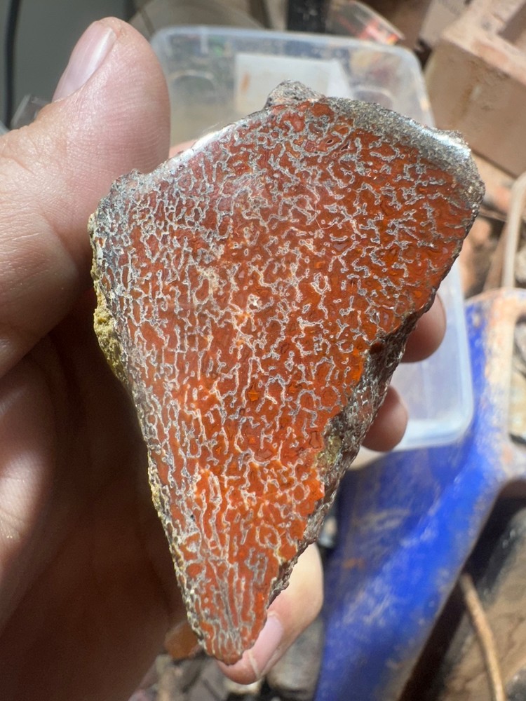 Dinosaur bone rough polished specimen