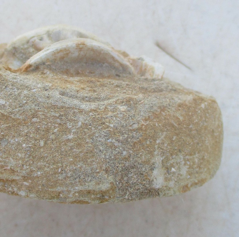 Fossil Vertebra Unidentified Specimen