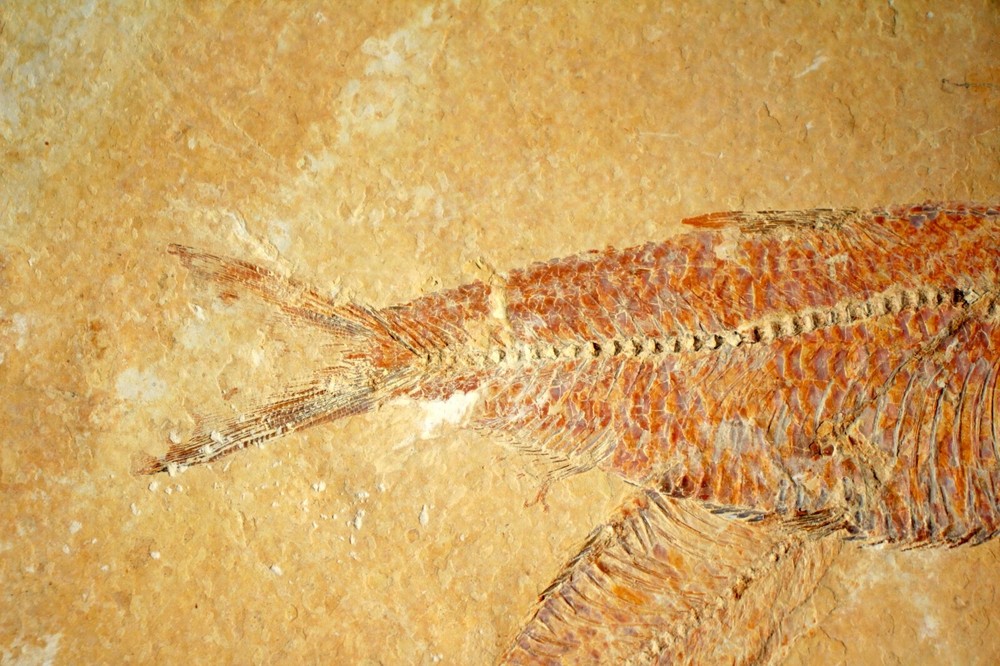 3 Fossil Fish • Complete Knightia eocena • 4.75"