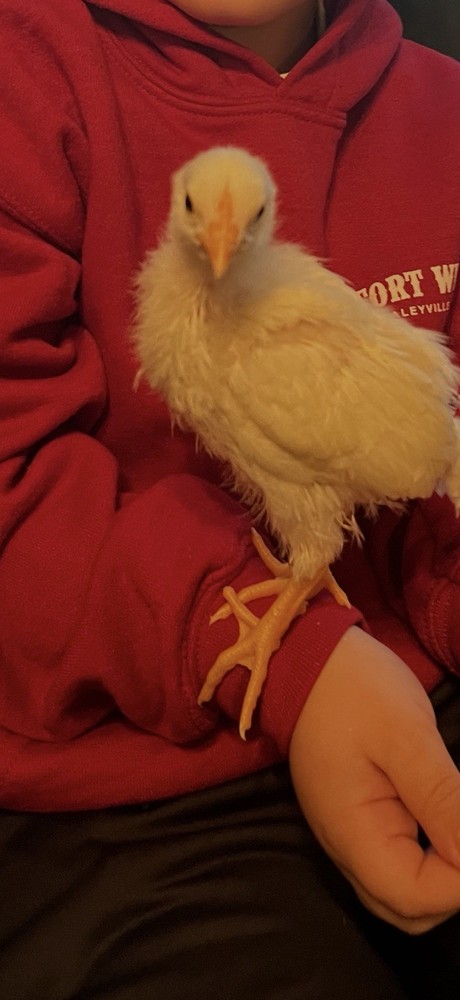 12+ Barnyard Mix Hatching Eggs - Silkie Polish Cochin Easter Egger - FRESH!