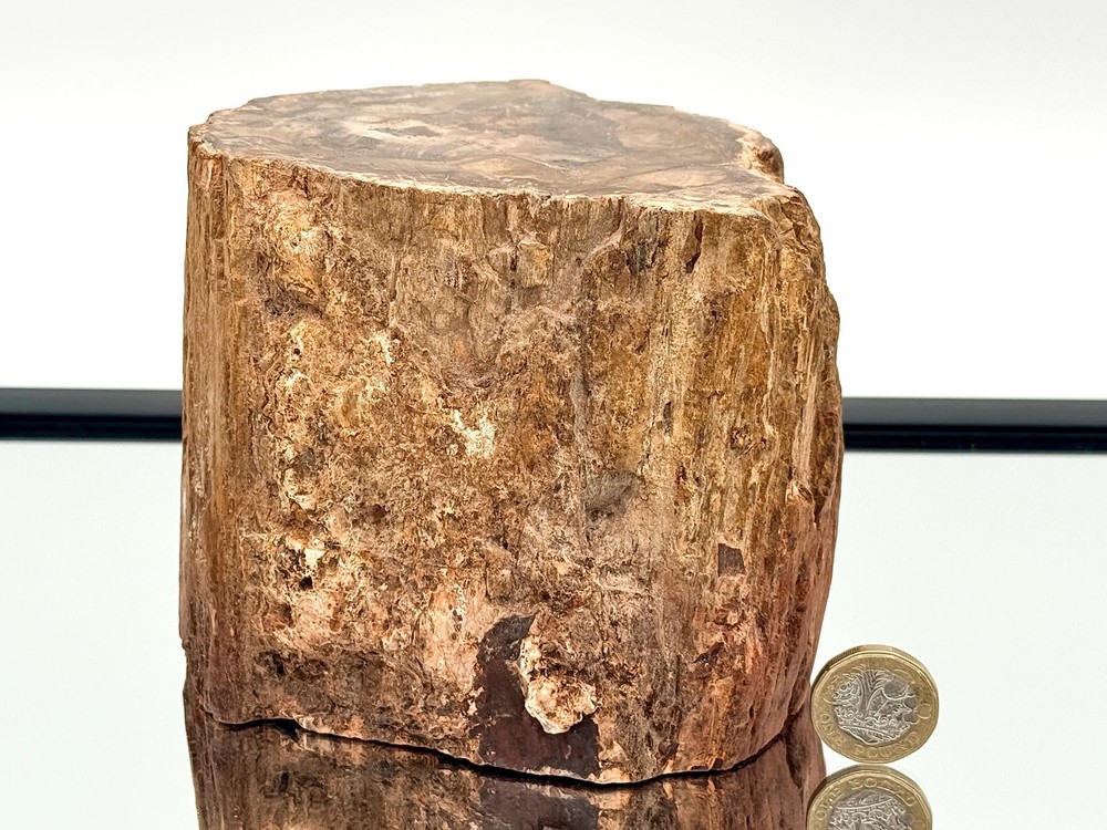 Fossil Wood Branch / Stump - Petrified (#4)