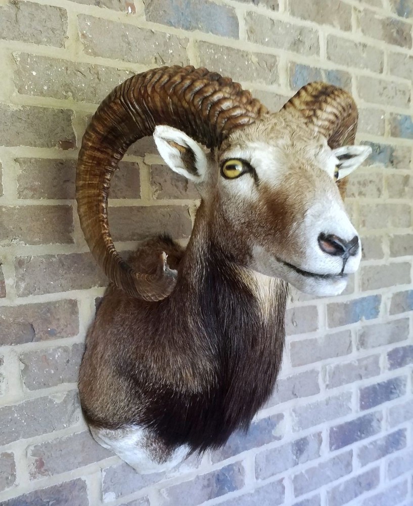 Mouflon Ram mount - 27 inch horns