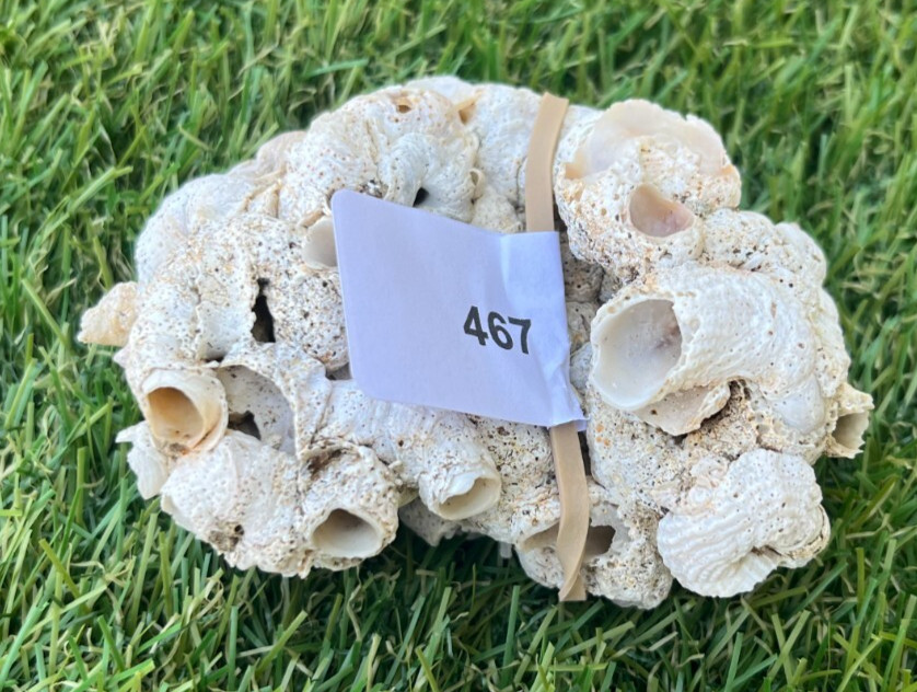 Natural Shell for Aquariums, Crafts, Decor 4x3x2