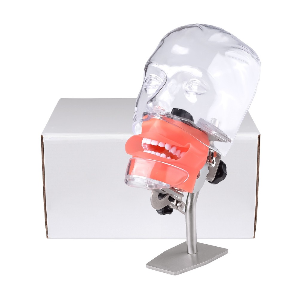 Dental Simulator Manikin Phantom Head Model Put on Desk for Training Practice