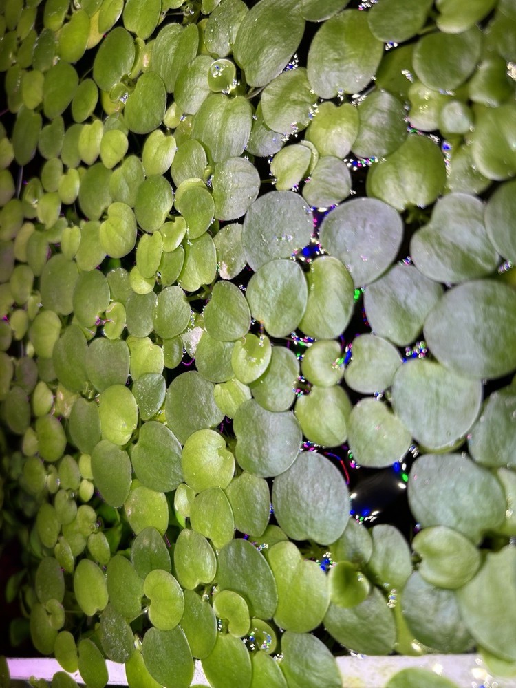 Frogbit - Live Floating Aquatic Plant - 12+ Ct